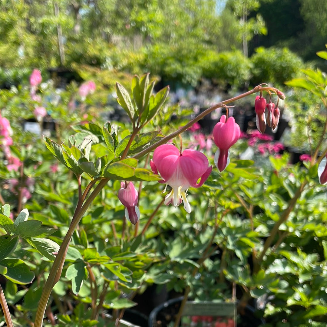 OPEN BLEEDING HEART