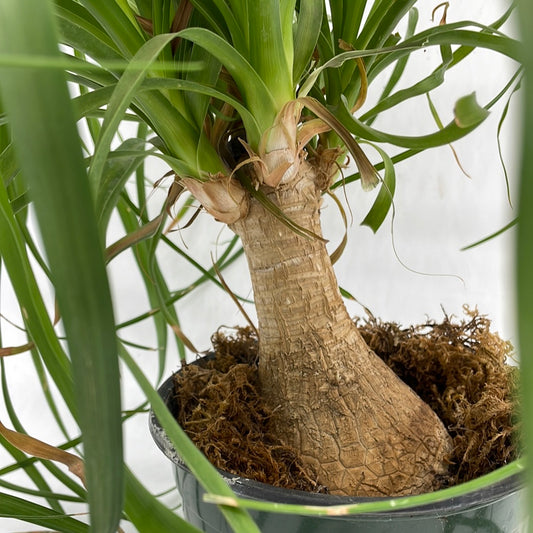 Ponytail Palm | Beaucarnea recurvata