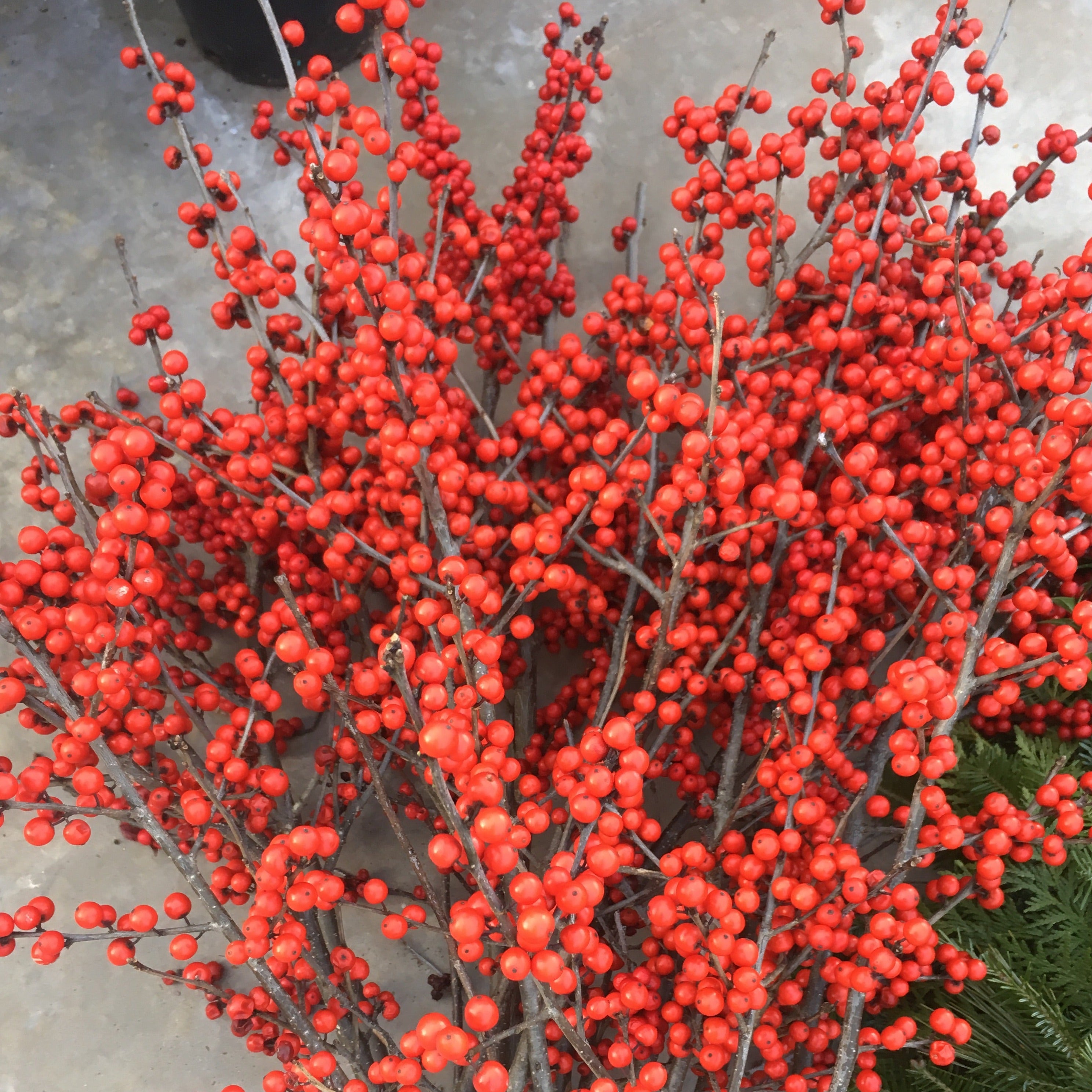 Ilex Winterberry Holly - 12-18 - Bundle of 5 Stems — Gardens of