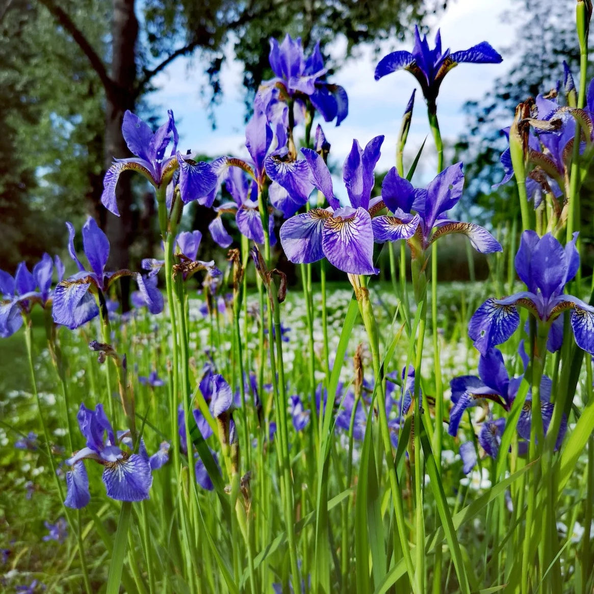 Bulbs - Dutch Iris - Mixed
