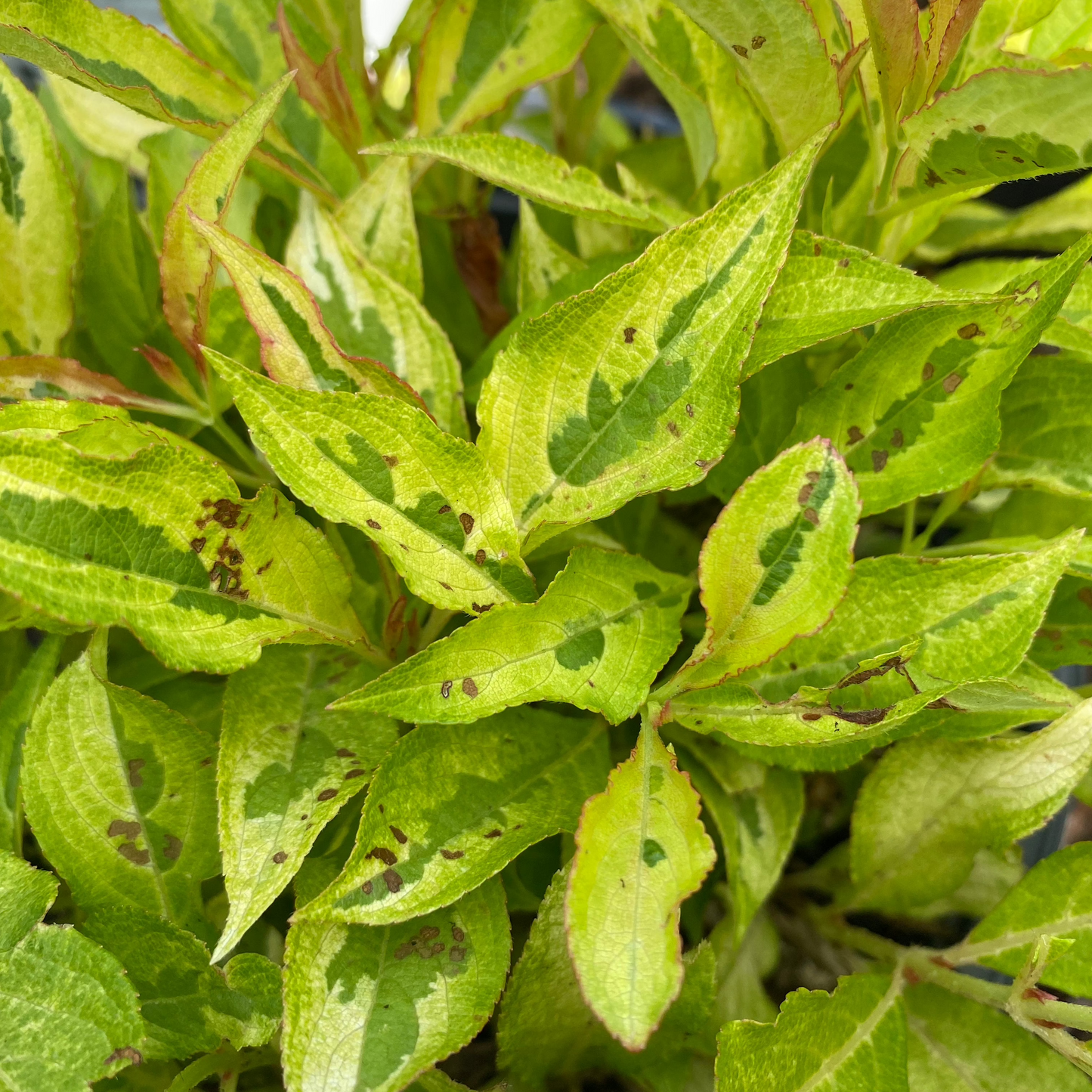 My Monet Sunset Weigela | Weigela florida