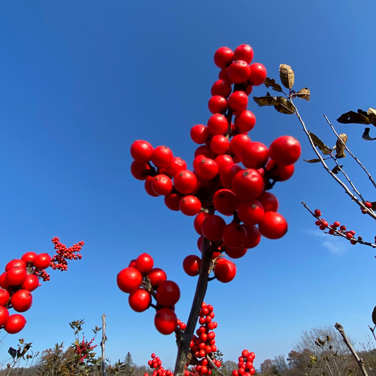 Wildfire™ Winterberry | Ilex verticillata