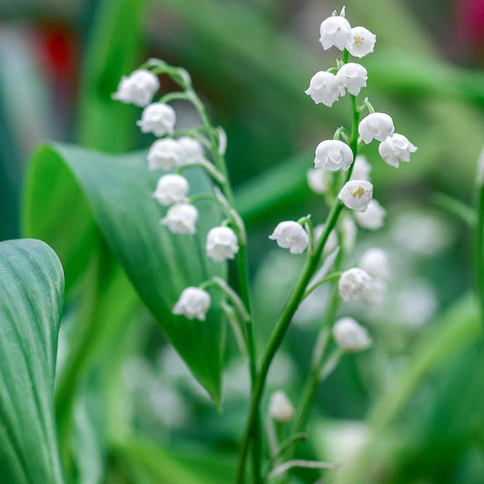 Lily of the Valley - Convallaria majalis | 4 roots