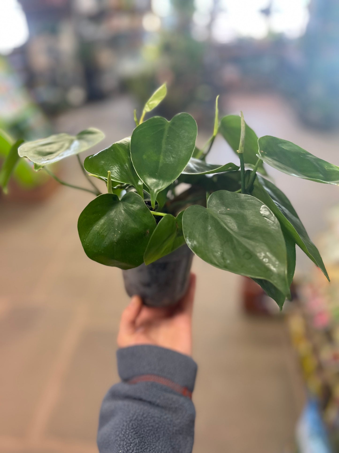 Heart Leaf Philodendron | Philodendron hederaceum