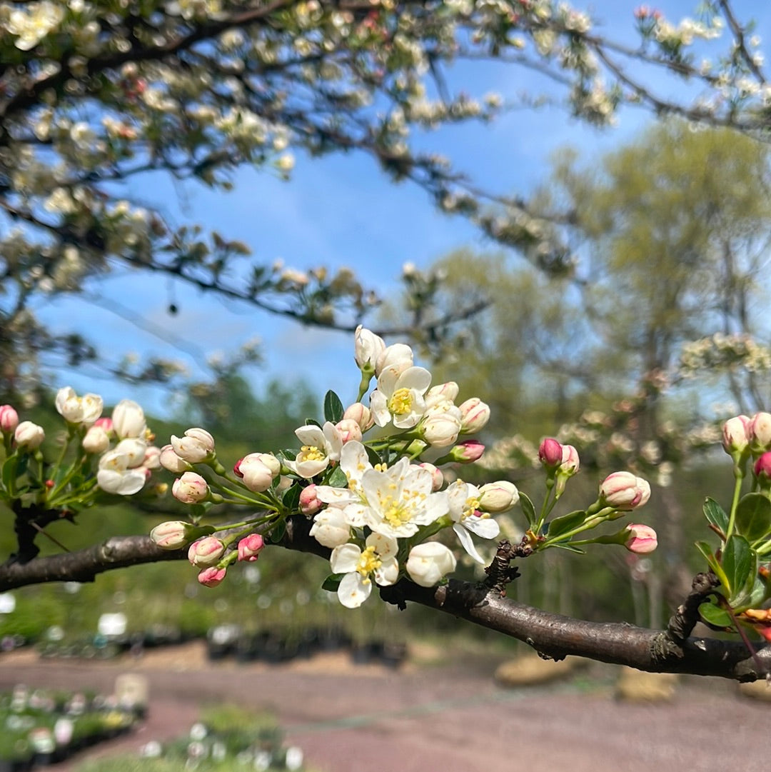 Tina Crabapple | Malus Tina'
