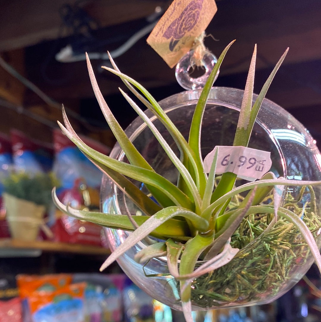 air plant farm Air Plant (Assorted)