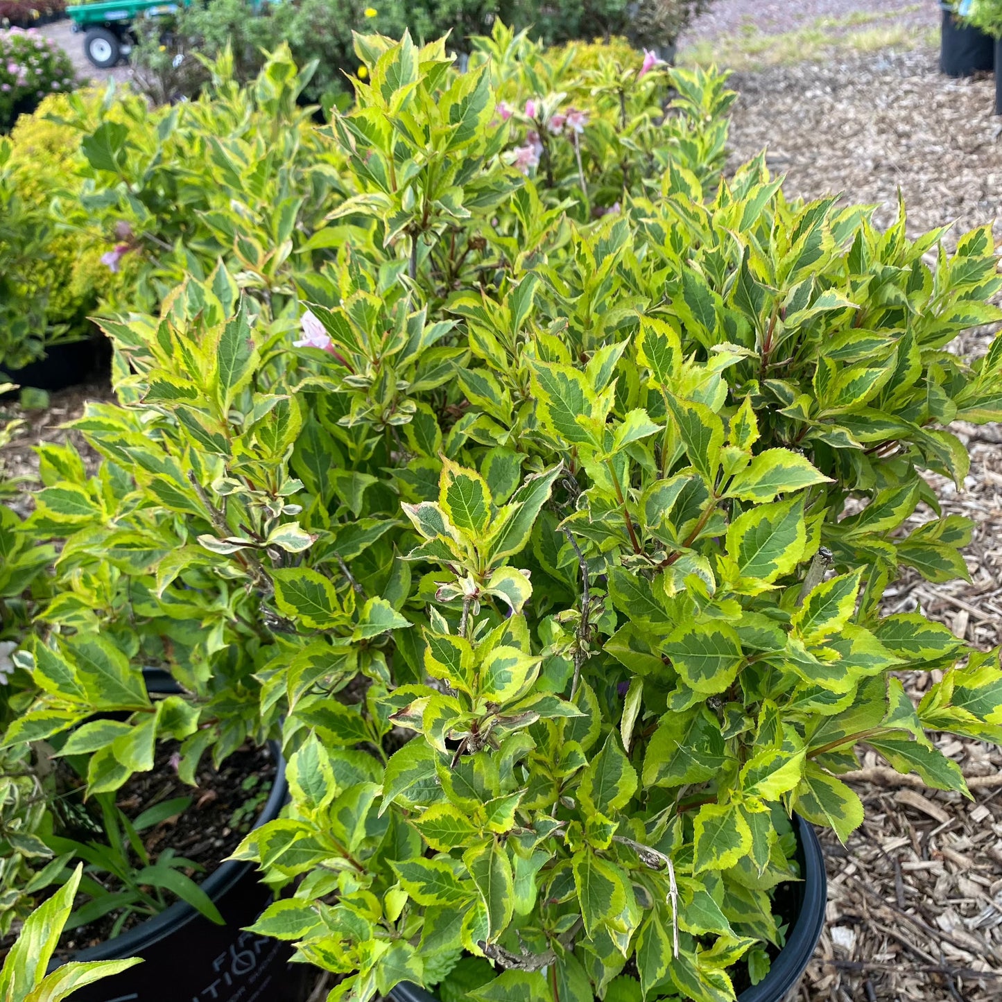 French Lace Weigela | Weigela florida