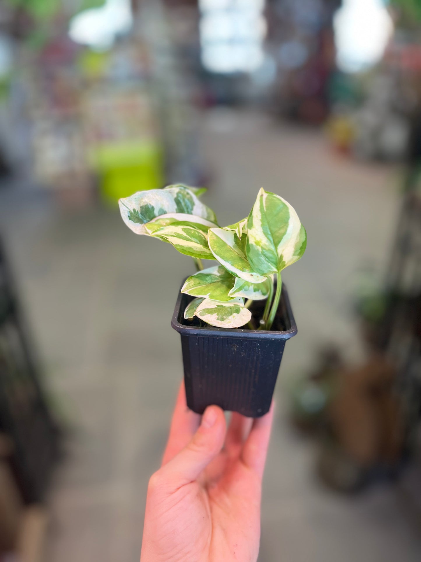 Pearls & Jade Pothos | Epipremnum aureum 'Pearls and Jade'