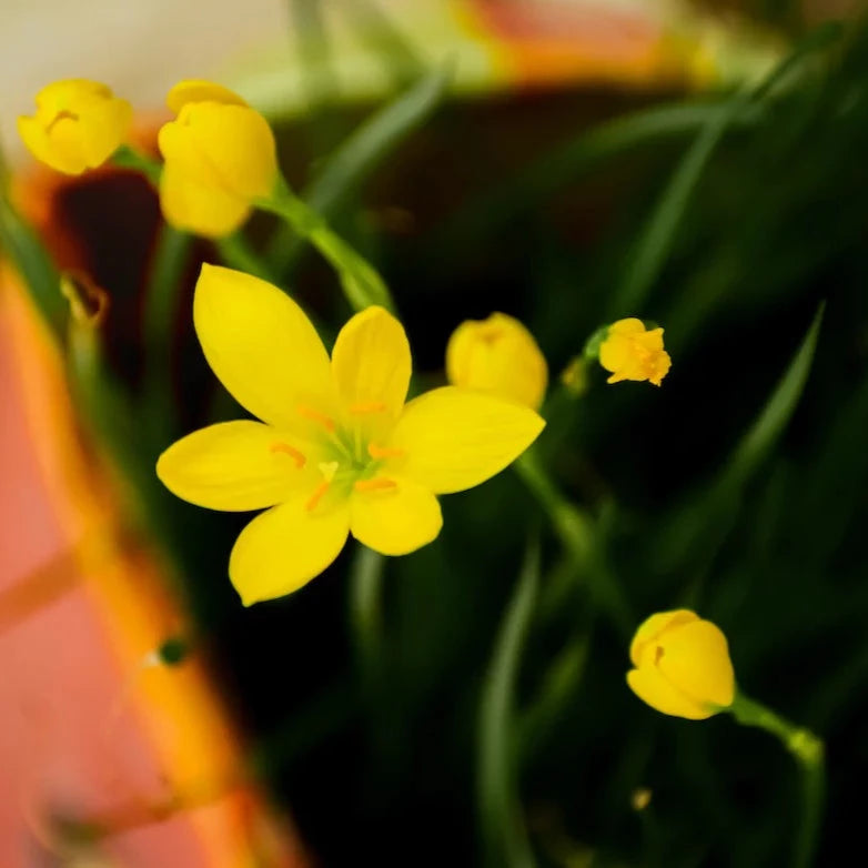 Bulbs - Rain Lily | Zephyranthes - Mixed