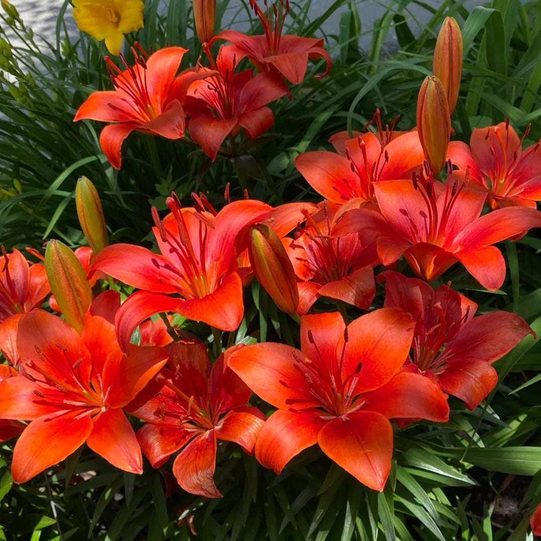 Asiatic Lily Mix  | 3 Bulbs
