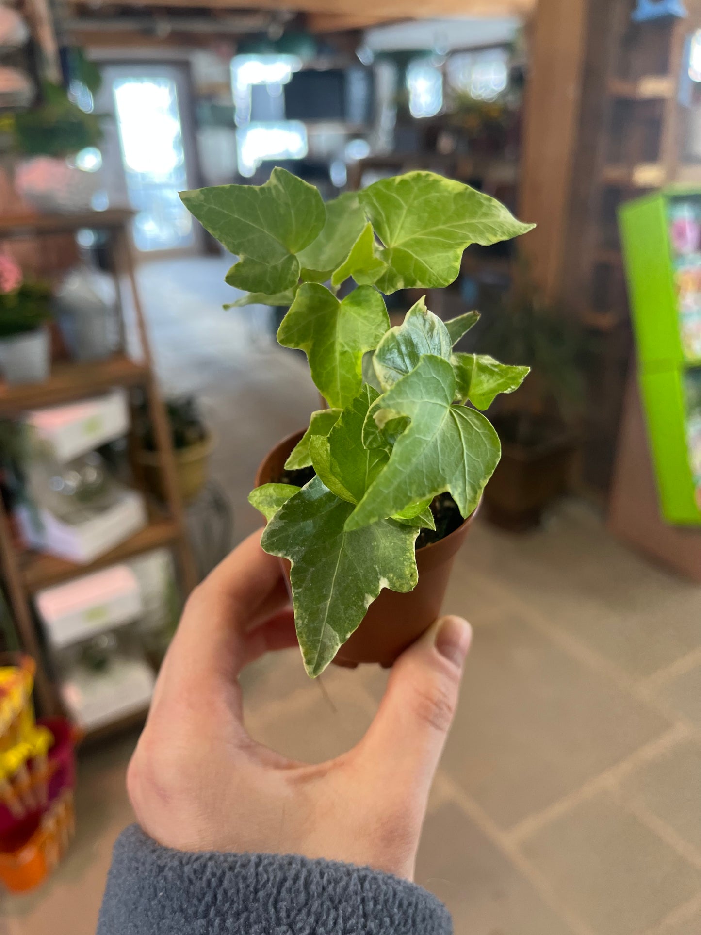English Ivy | Hedera helix