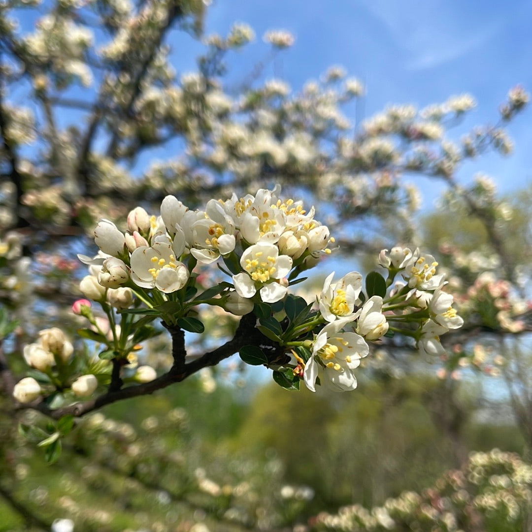 Tina Crabapple | Malus Tina'