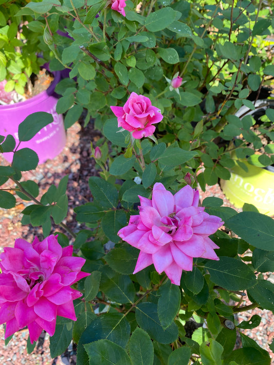 Pink Knock Out Rose | Rosa