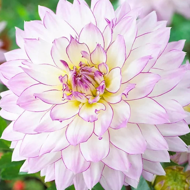 Dahlia deals crazy love