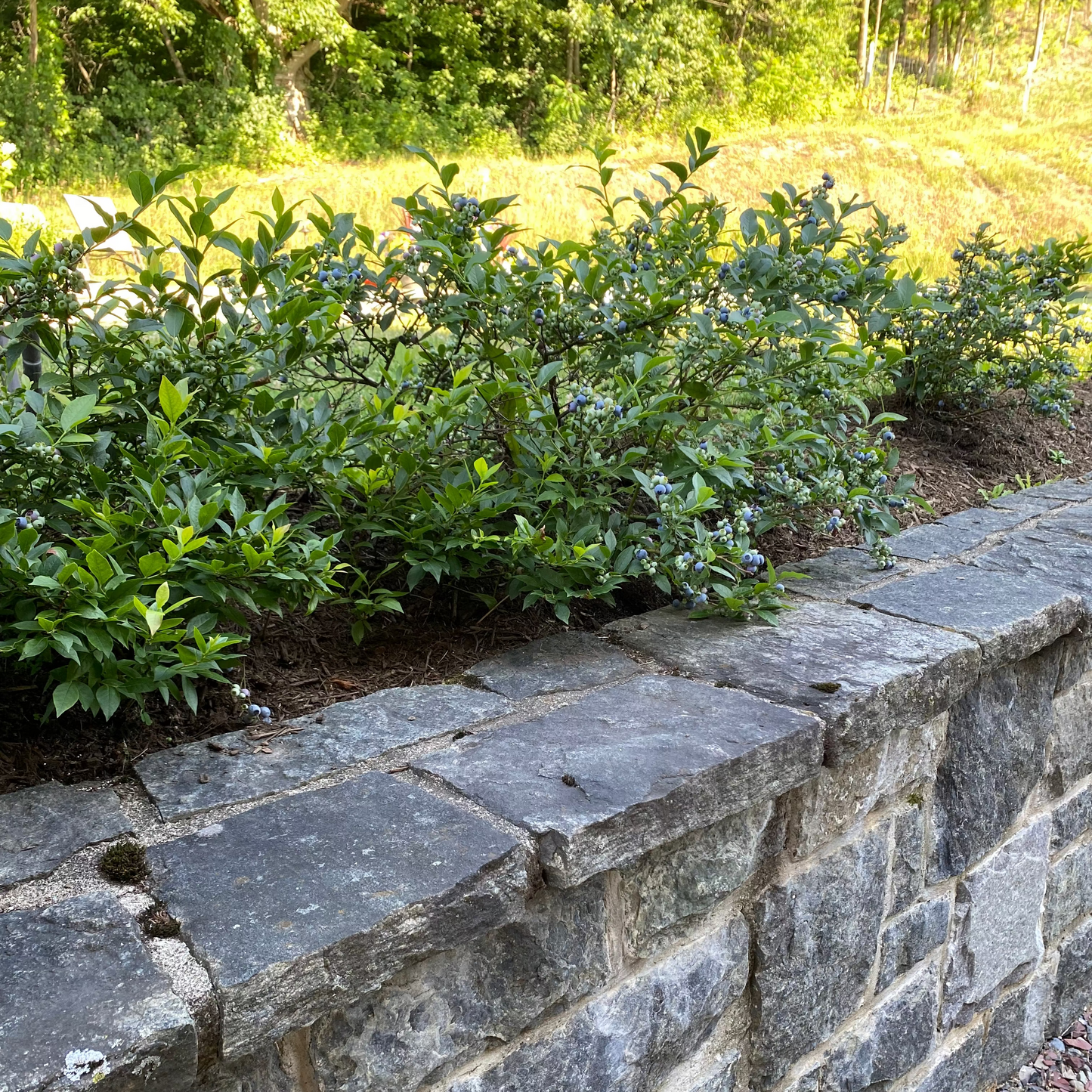 Northcountry Blueberry | Vaccinium 'Northcountry'