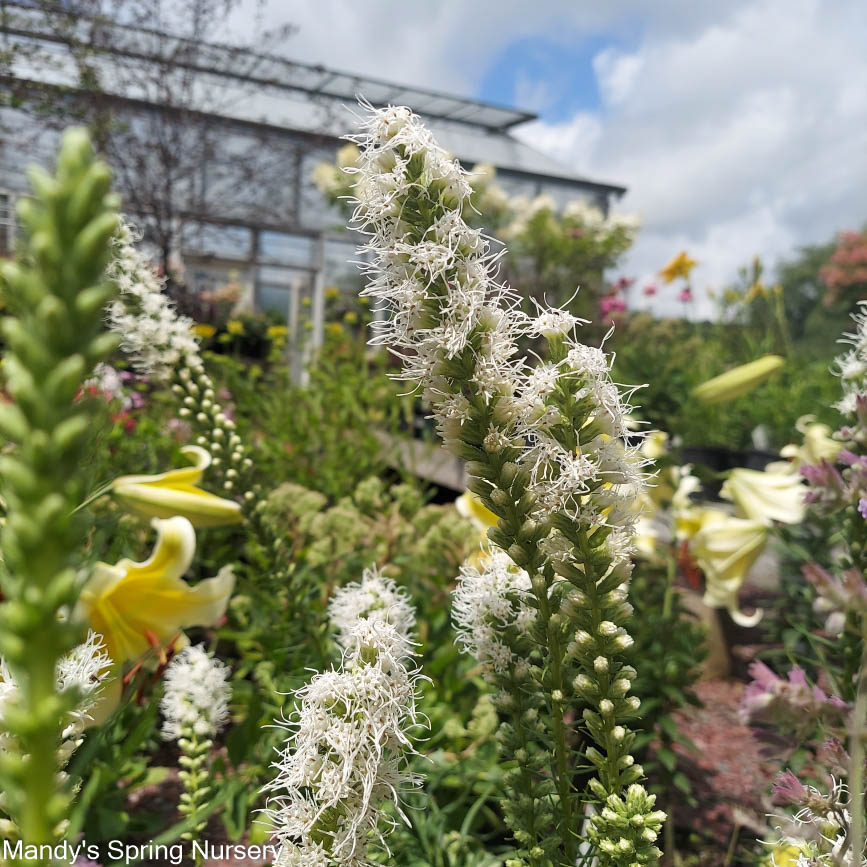 Blazing Star - Liatris Mixture | 8 Bulbs
