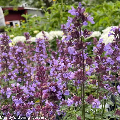 Cats Pajamas Catmint | Nepeta