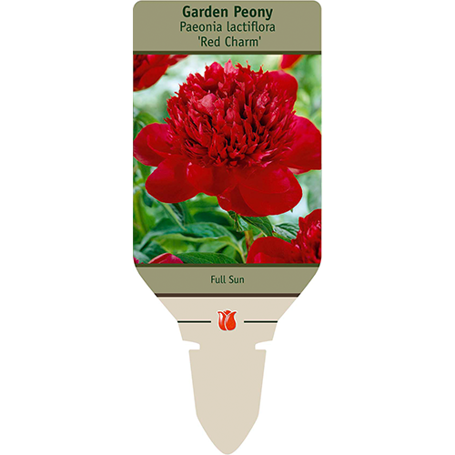 Red Charm Garden Peony | Paeonia lactiflora