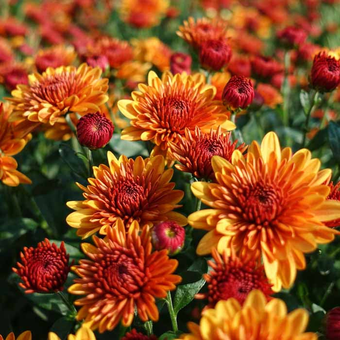 Fall Hanging Basket