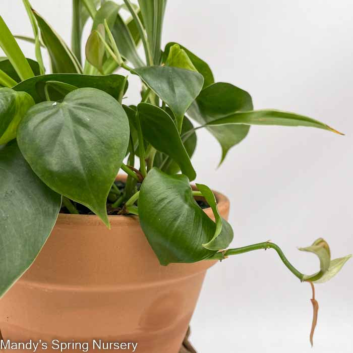 philodendron heredaceum Heart Leaf Philodendron