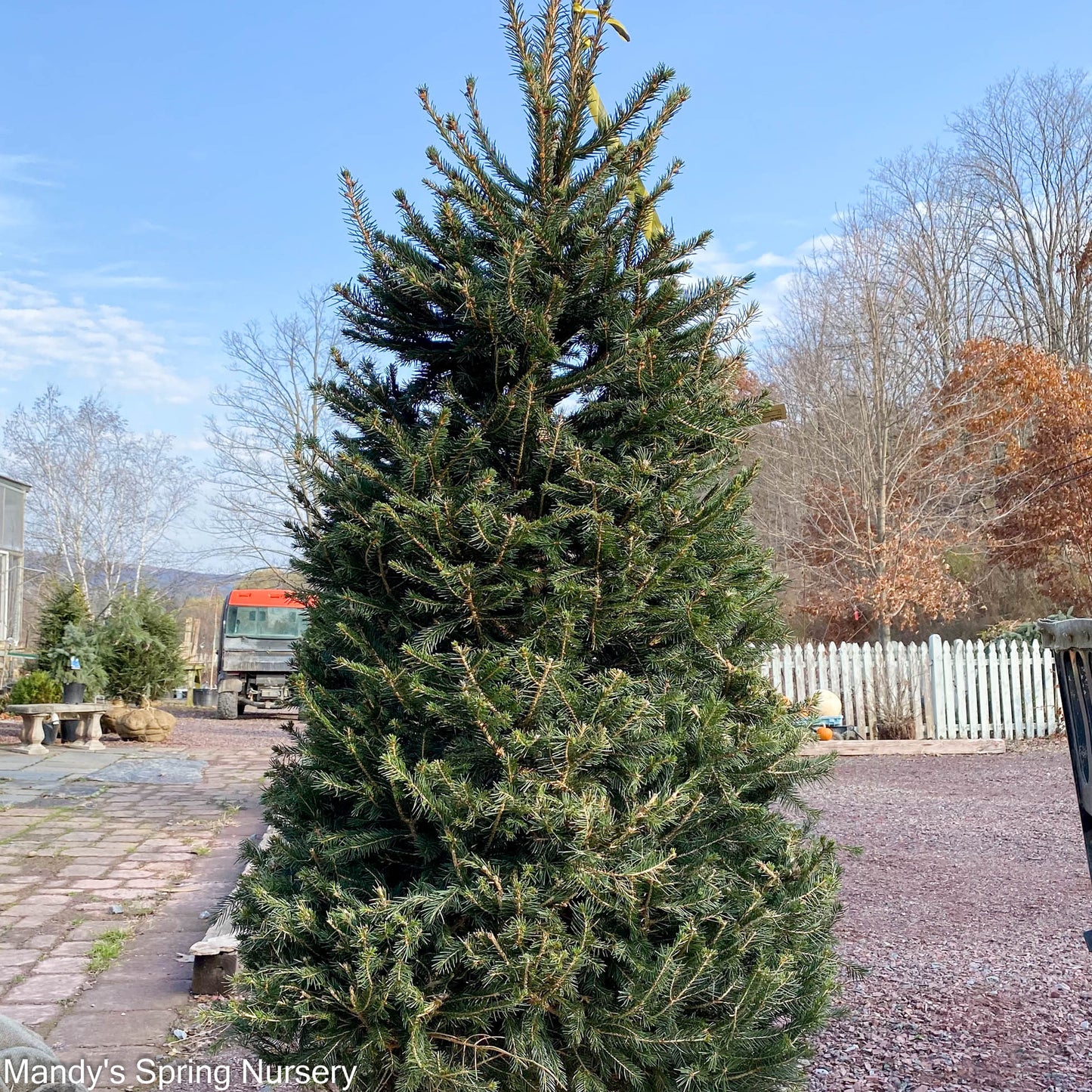 Norway Spruce | Picea abies