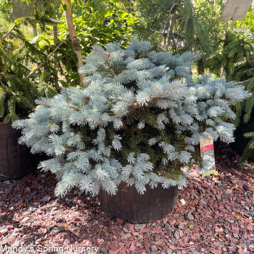 Globe Blue Spruce Picea pungens – Mandy Spring Farm