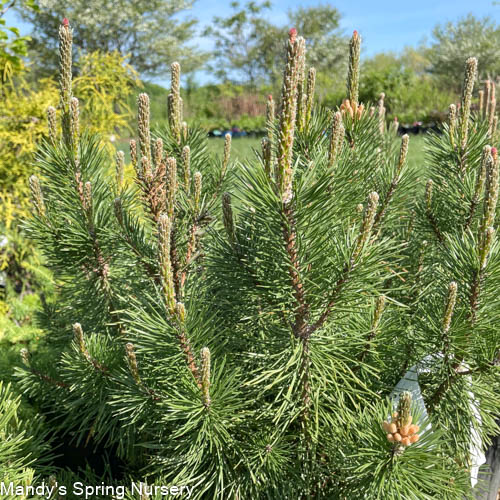 Mugo Pine | Pinus mugo pumilio