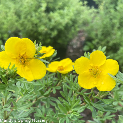 Gold Drop Potentilla Potentilla fruticos – Mandy Spring Farm