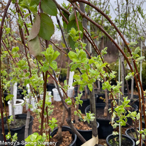 Salix, Pussy Willow 'Weeping