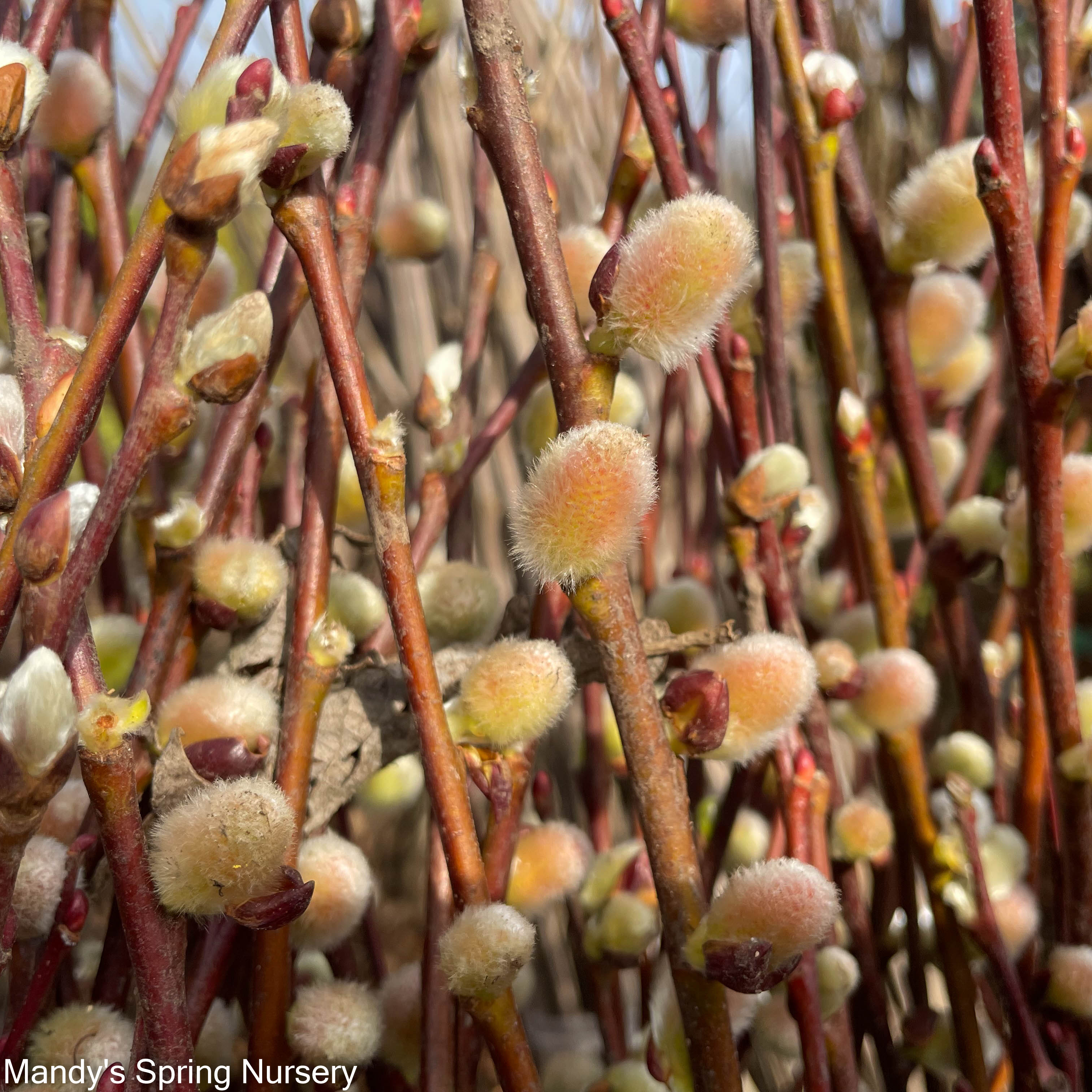 Pussy willow (Salix discolor) – Wild Seed Project