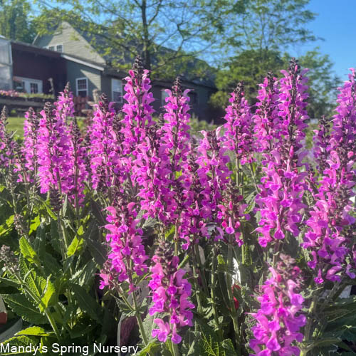 Back to the Fuchsia Garden Sage | Perennial Salvia