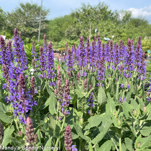'Violet Riot' Garden Sage | Salvia nemerosa