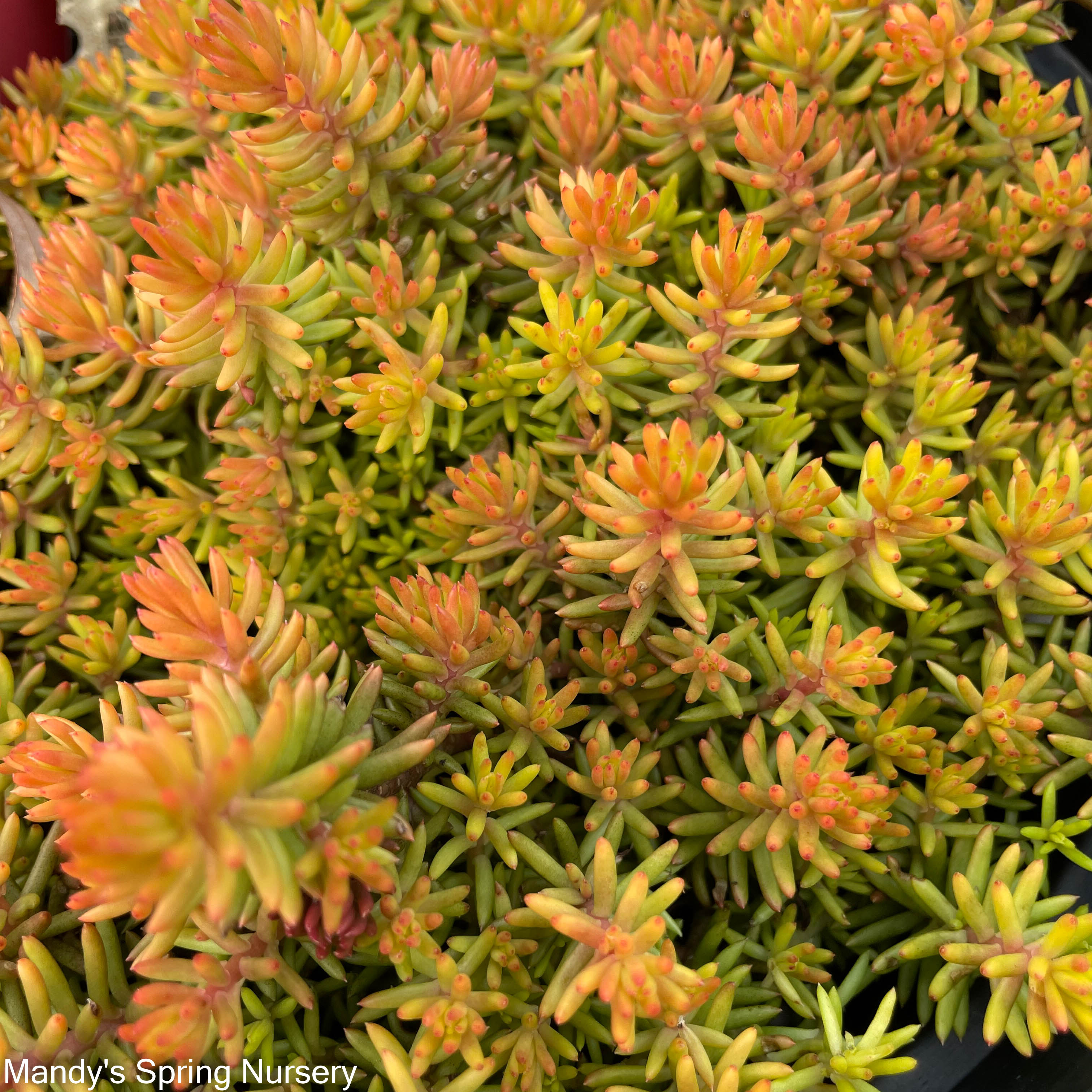 angelina bush succulent Sedum 'Angelina'