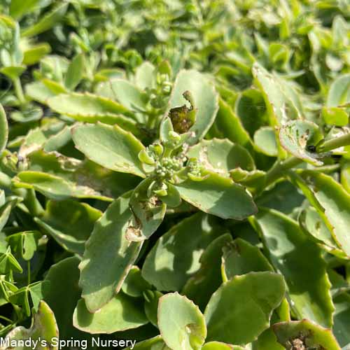 lemon jade sedum plant Rock n' Grow Lemonjade Stonecrop