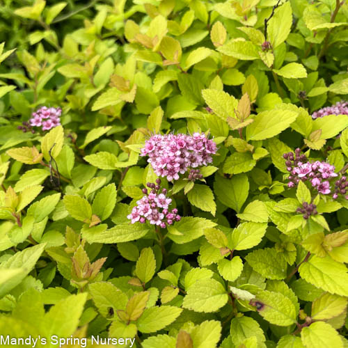 Buy Neon Flash Spirea Shrubs Online