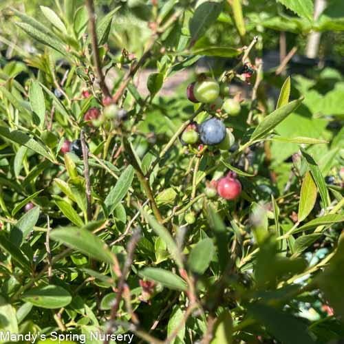 Burgundy Wild Lowbush Blueberry | Vaccinium angustifolium