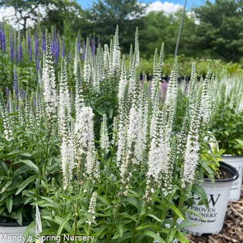 White Wands Spike Speedwell | Veronica 'White Wands'