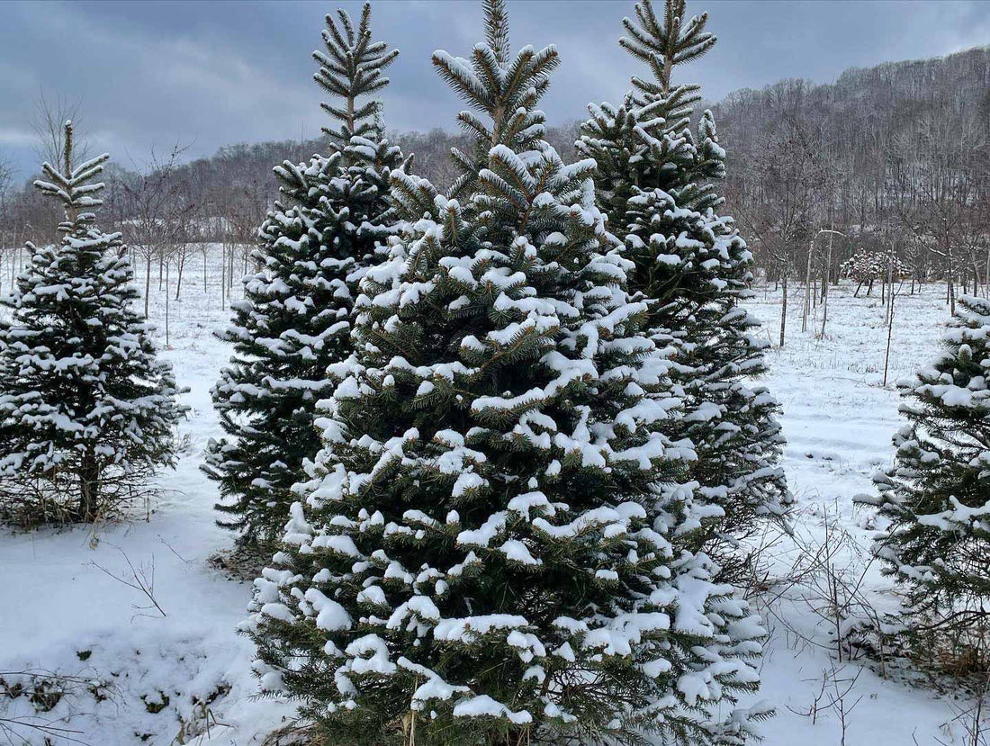 How to Care for a Living Christmas Tree