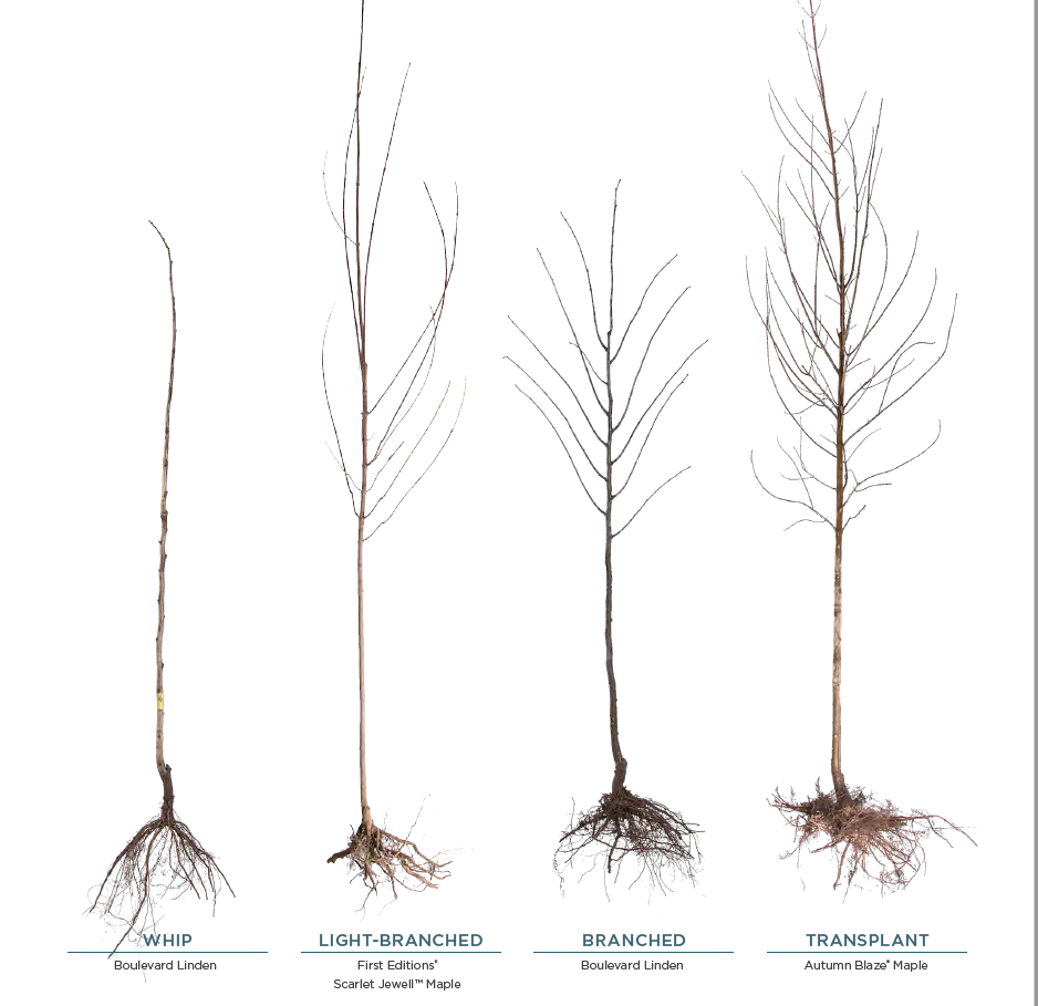 All About Our Bare Root Trees & Shrubs