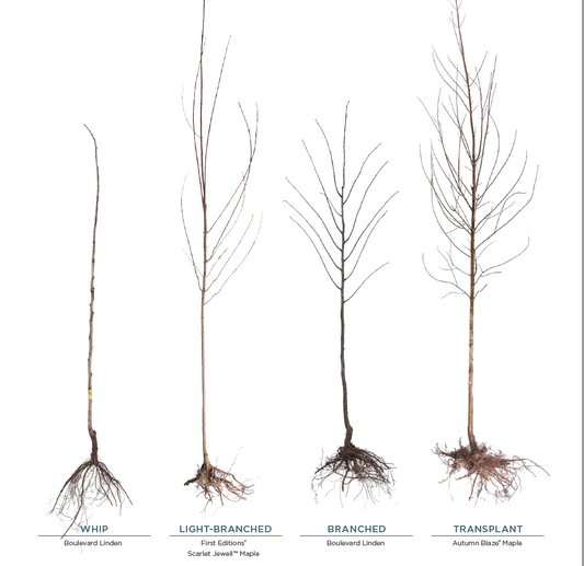 All About Our Bare Root Trees & Shrubs