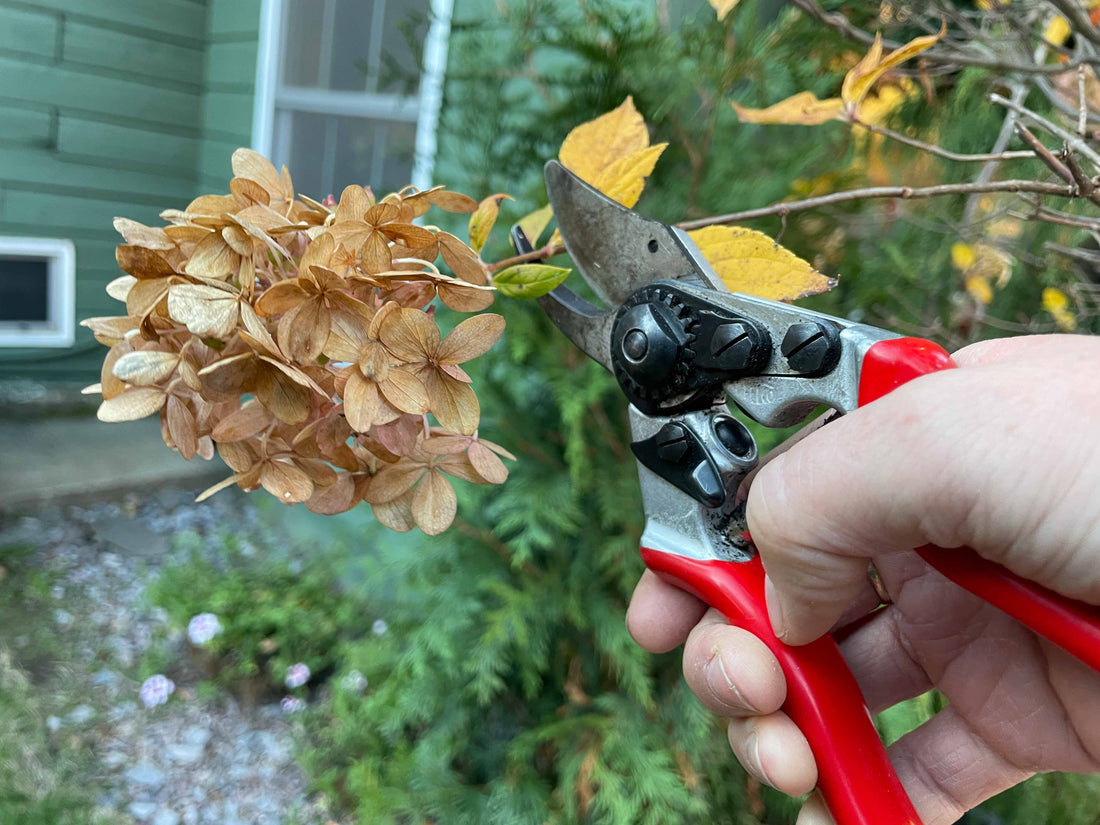 How to Prune Hydrangeas
