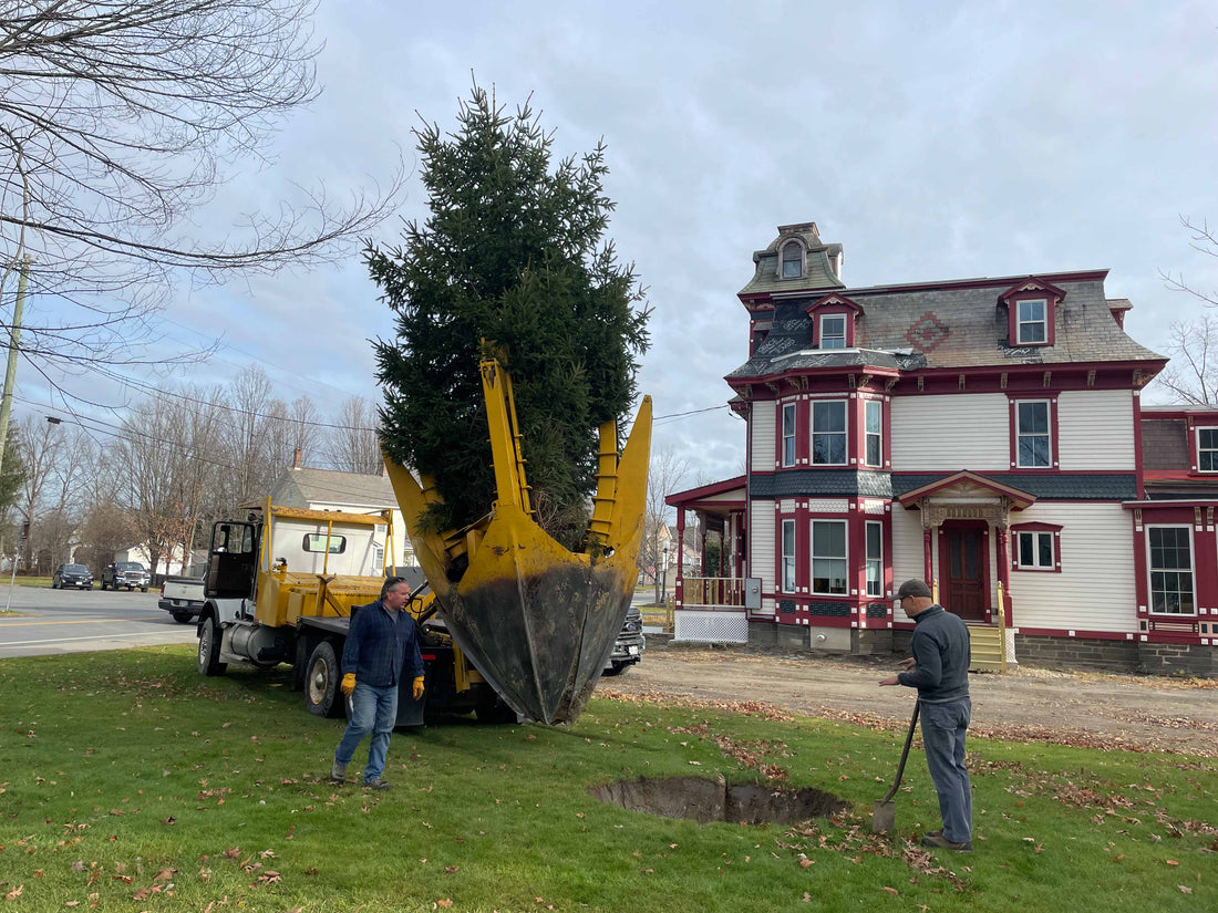 Planting a Mature Norway Spruce