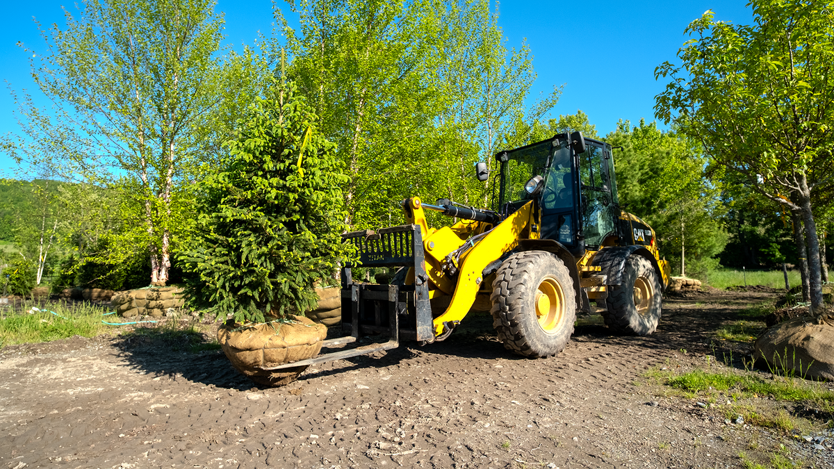 What Is a Balled and Burlapped (B&B) tree? – Mandy Spring Farm Nursery ...