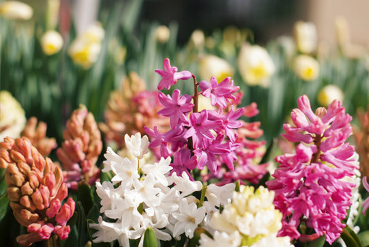 Video: How to Force Bulbs for Winter Blooms