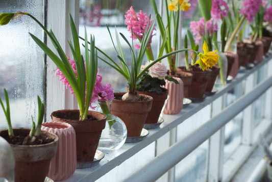 How to Force Bulbs for Indoor Winter Blooms