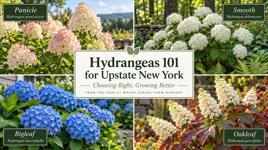Hydrangeas 101 for Upstate New York — Choosing Right, Growing Better — from Mandy Spring Farm Nursery, showing all four species: Panicle, Smooth, Bigleaf, and Oakleaf