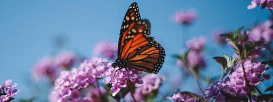 Planting for Monarch Butterflies: A Guide for the Northeast Gardener