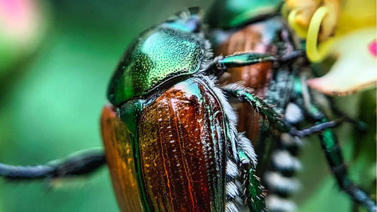 japanese beetle control