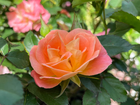 How to Care for Roses