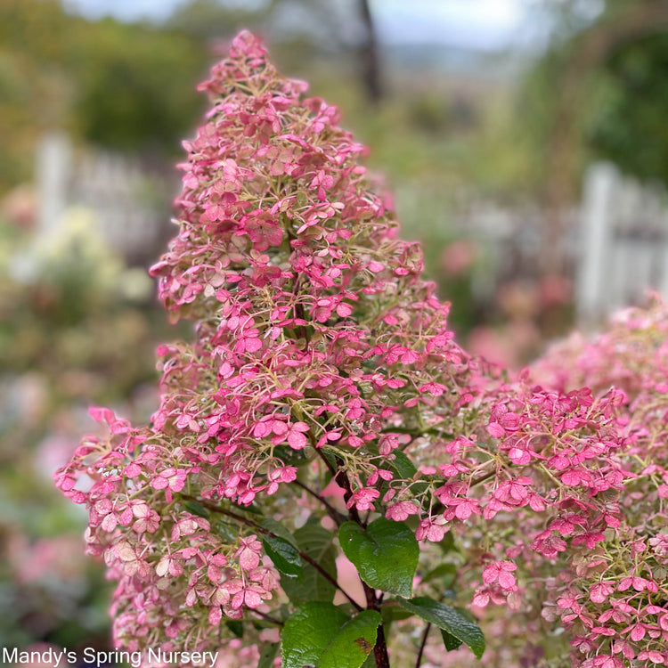 Hydrangea